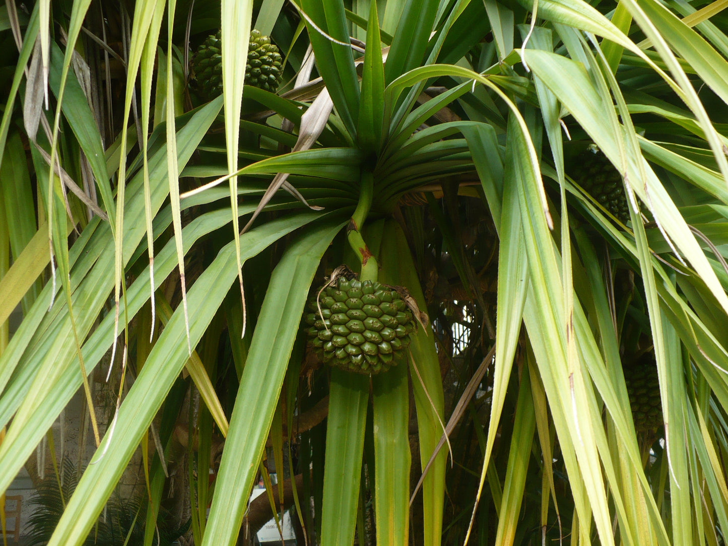 Screw Pine   5 Seeds   Pandanus utilis