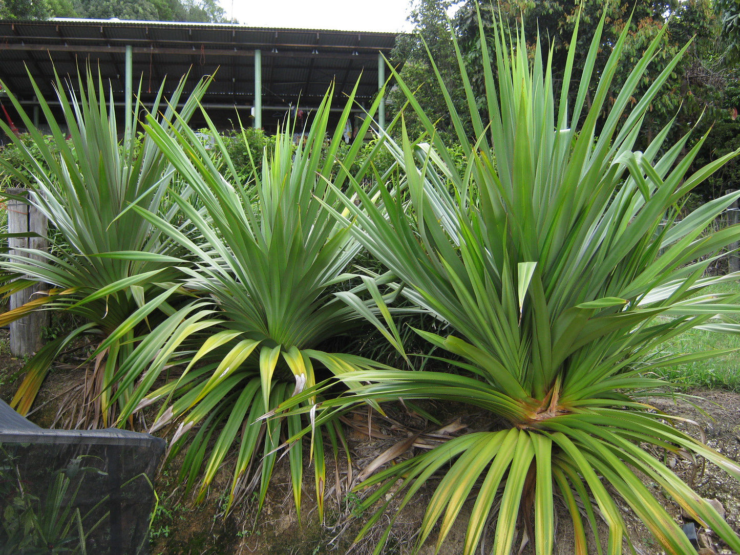 Screw Pine   5 Seeds   Pandanus utilis