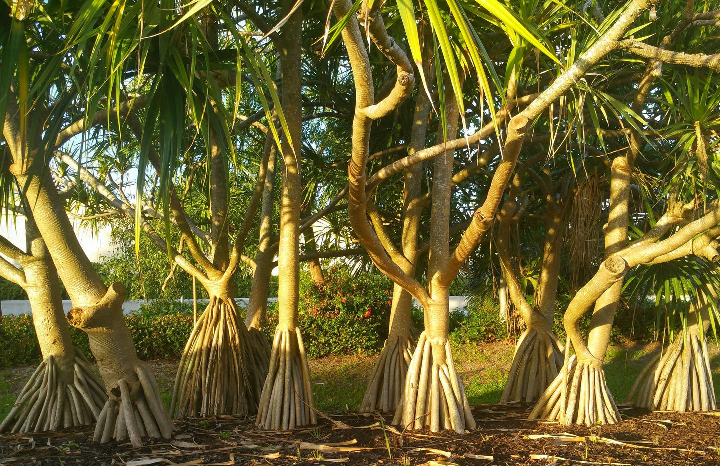 Screw Pine   5 Seeds   Pandanus utilis