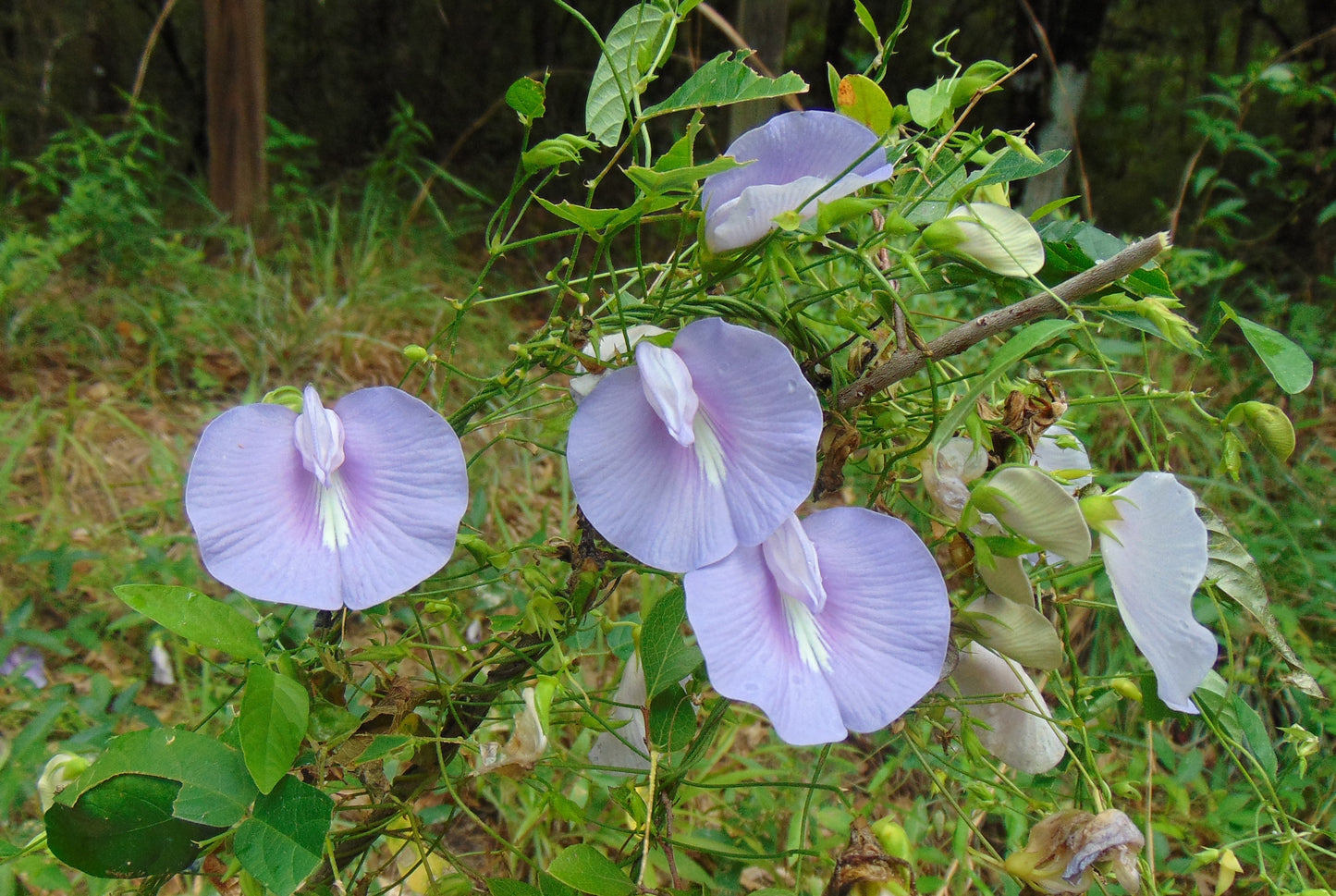 Spurred Butterfly Pea  20 Seeds  Centrosema virginianum