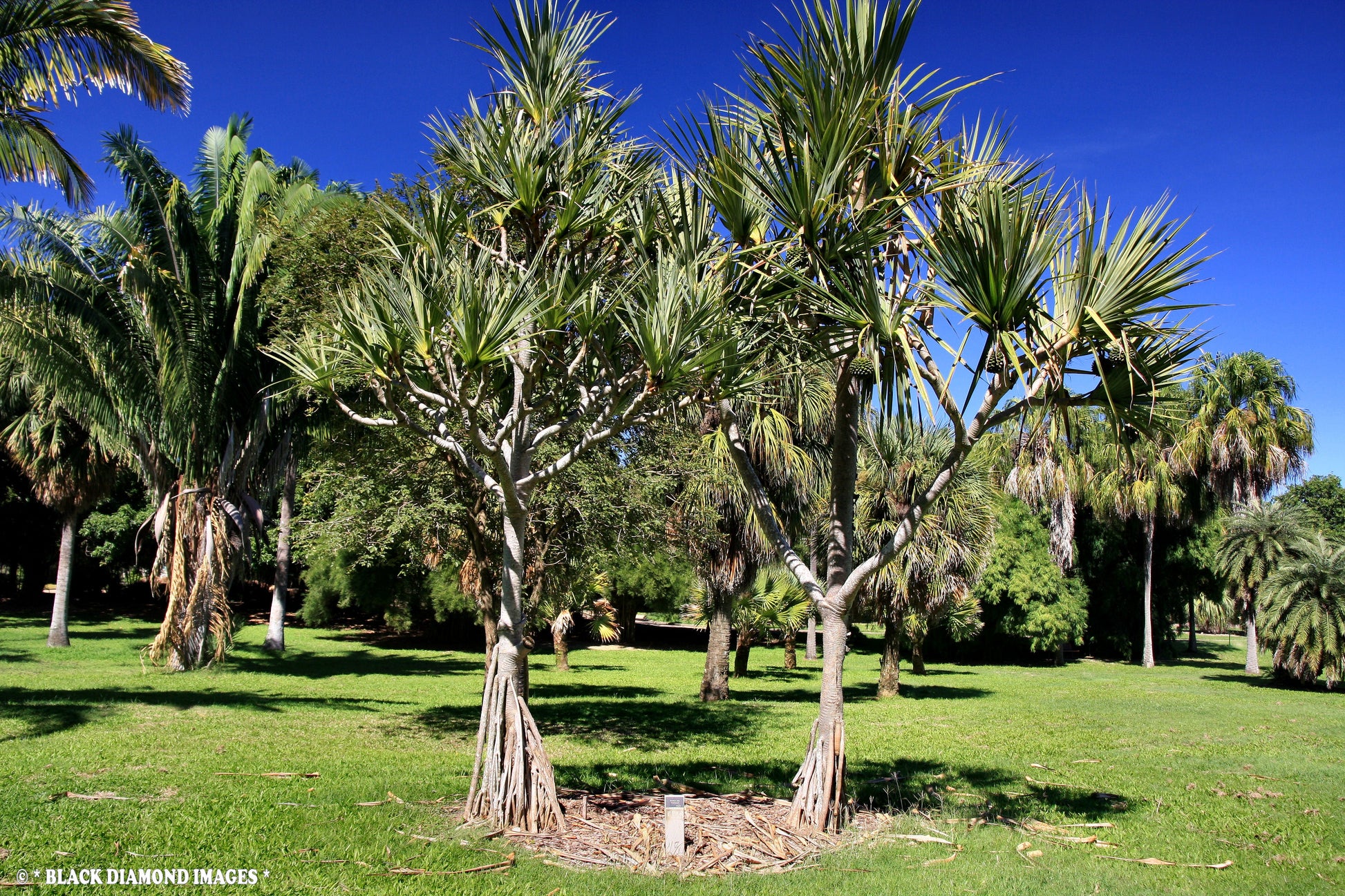 screw palm plant Screw Pine 5 Seeds Pandanus utilis – R&B Floridaseeds