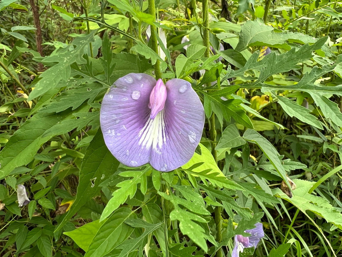 Spurred Butterfly Pea  20 Seeds  Centrosema virginianum