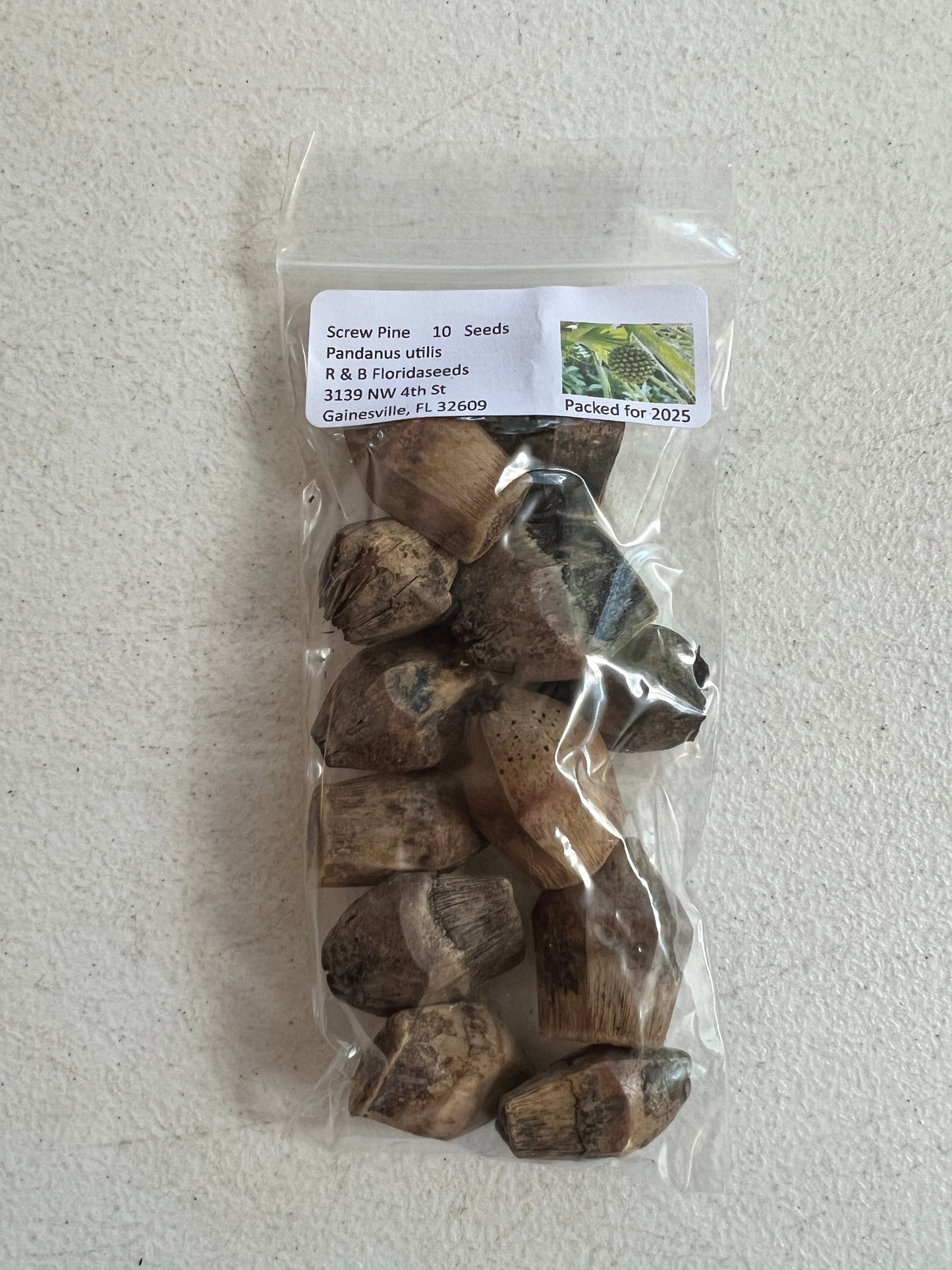 Screw Pine   5 Seeds   Pandanus utilis