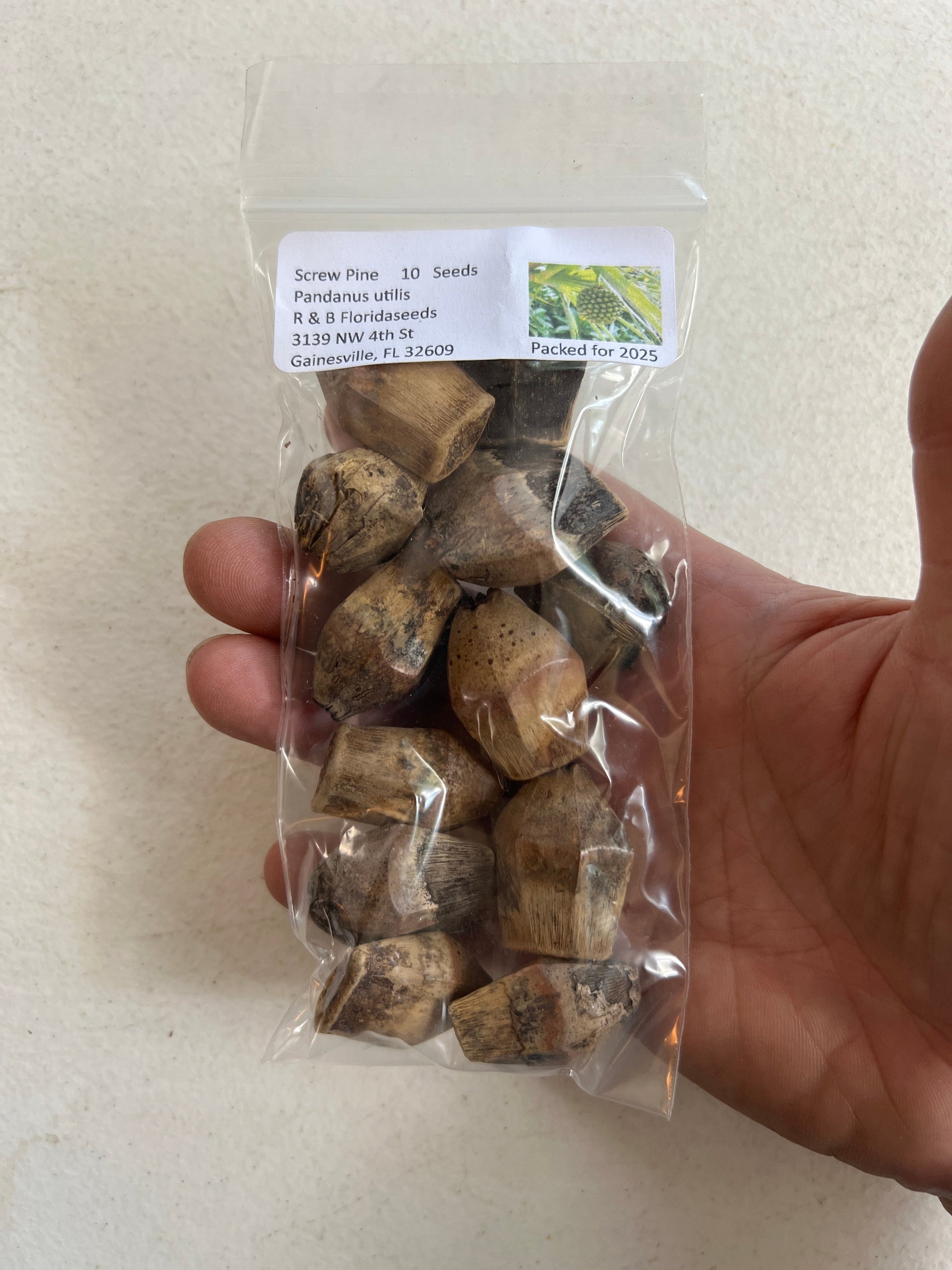 pandan plant seeds for sale Screw Pine 5 Seeds Pandanus utilis – R&B Floridaseeds