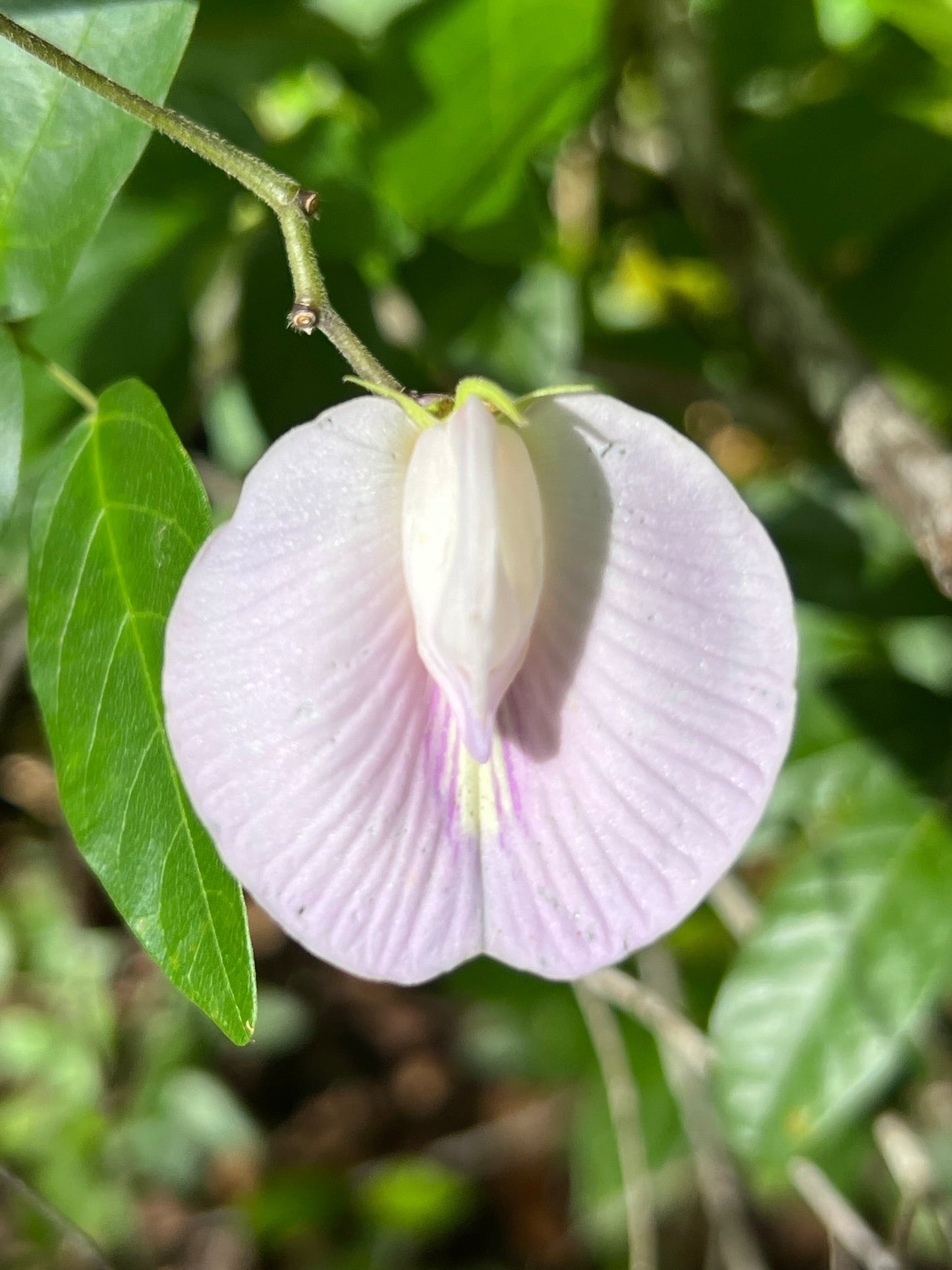 Spurred Butterfly Pea  20 Seeds  Centrosema virginianum