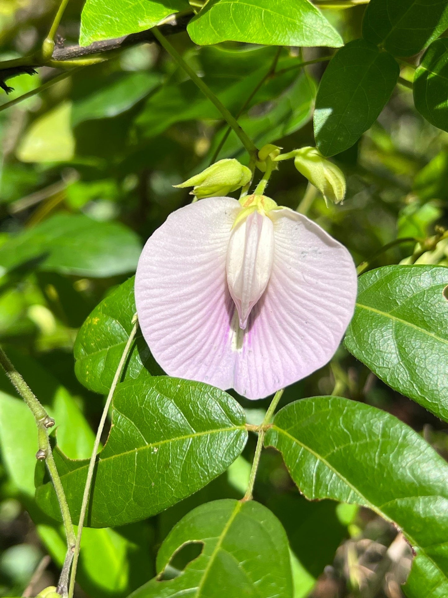 Spurred Butterfly Pea  20 Seeds  Centrosema virginianum