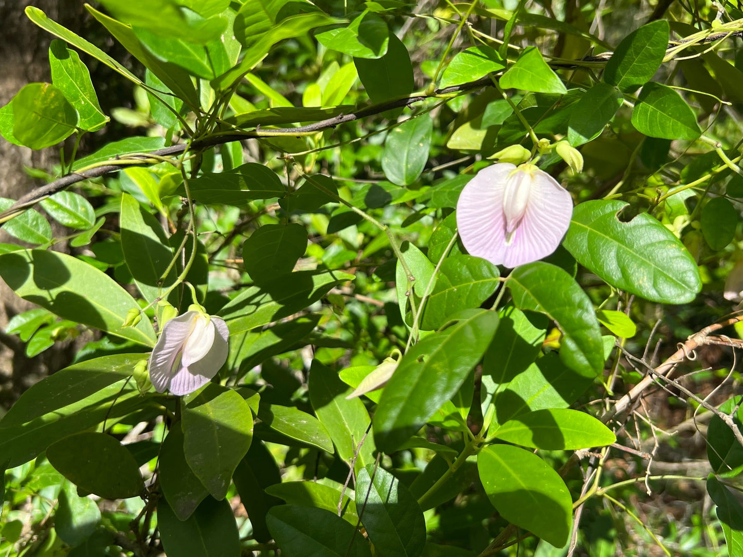 Spurred Butterfly Pea  20 Seeds  Centrosema virginianum