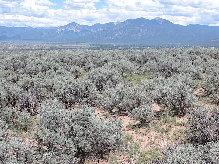 Big Sagebrush  100 Seeds  Artemisia tridentata