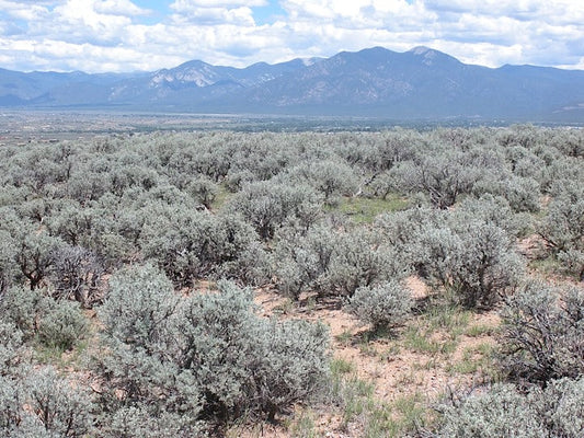 Big Sagebrush  100 Seeds  Artemisia tridentata