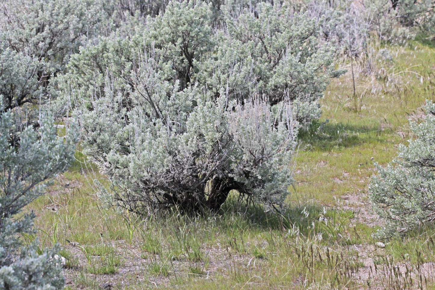 Big Sagebrush  100 Seeds  Artemisia tridentata