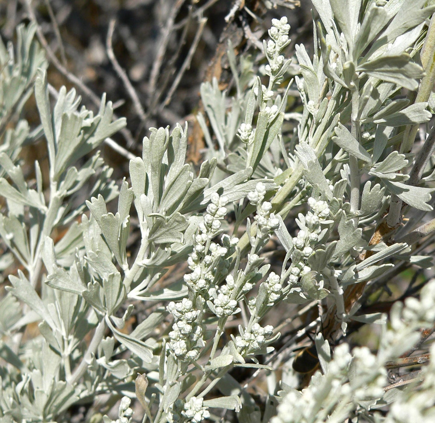 Big Sagebrush  100 Seeds  Artemisia tridentata