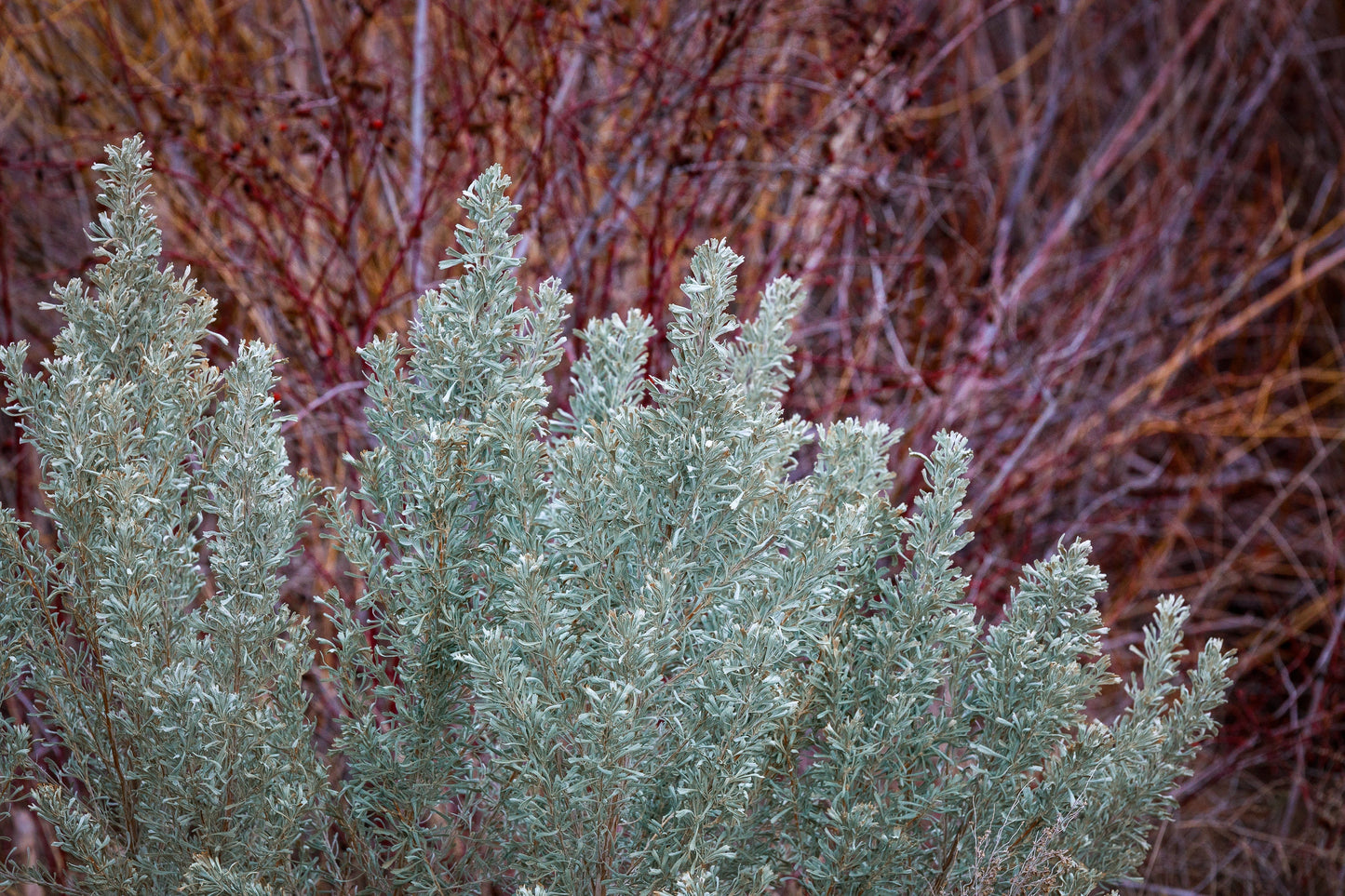 Big Sagebrush  100 Seeds  Artemisia tridentata