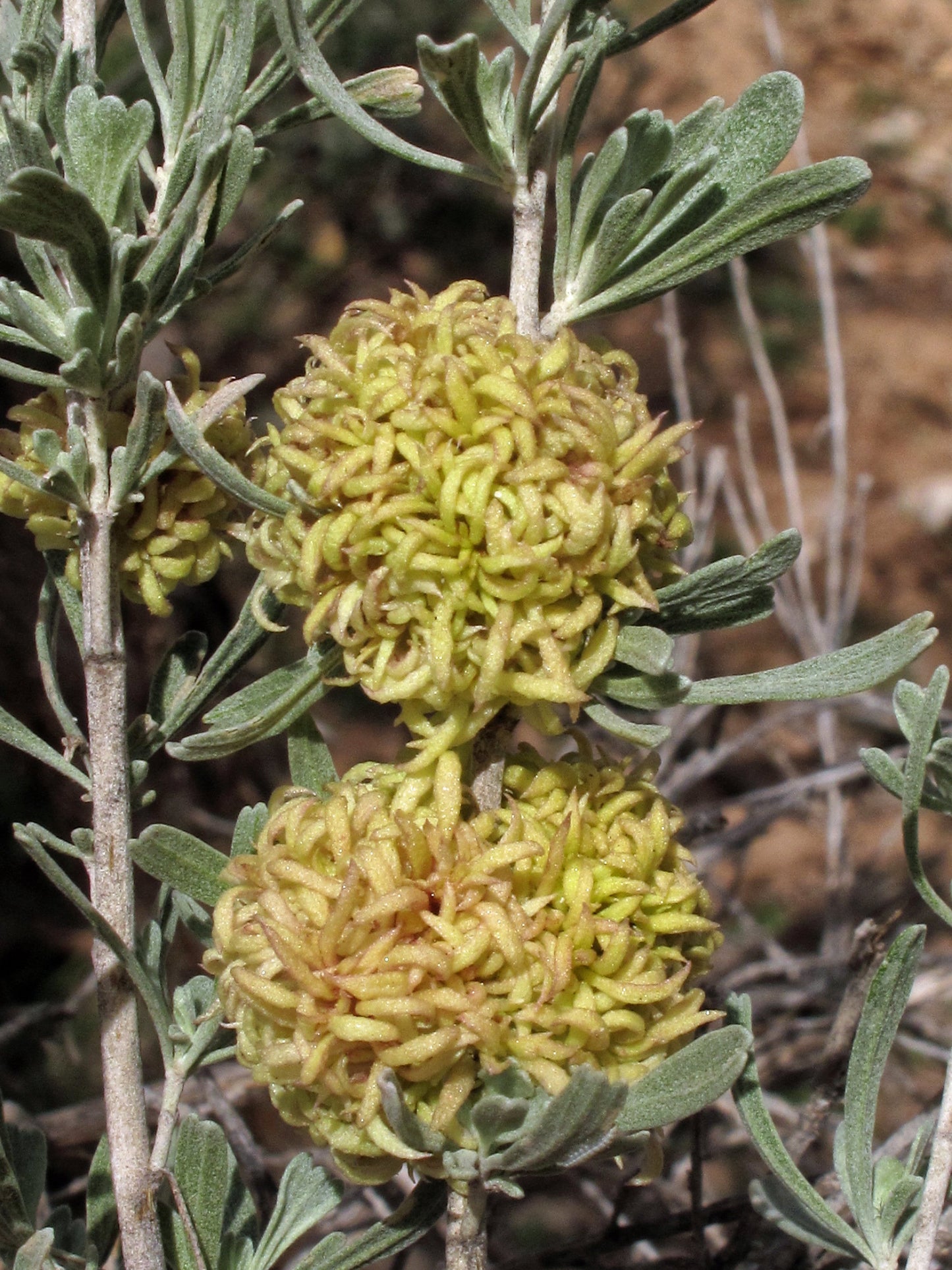 Big Sagebrush  100 Seeds  Artemisia tridentata