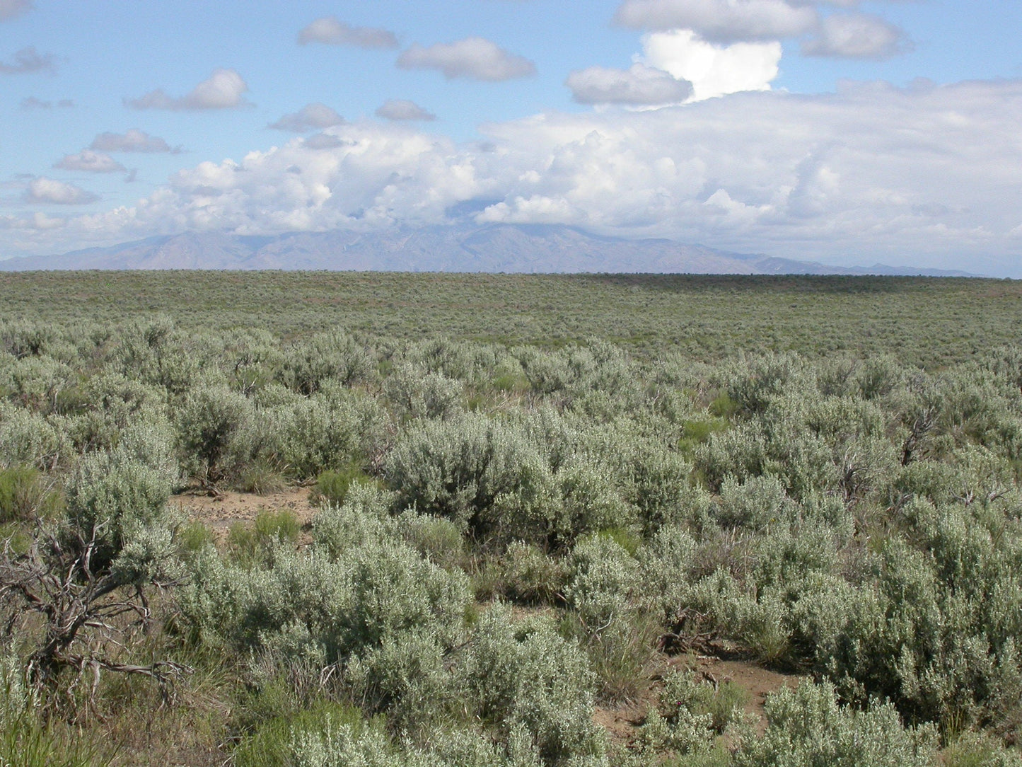 Big Sagebrush  100 Seeds  Artemisia tridentata