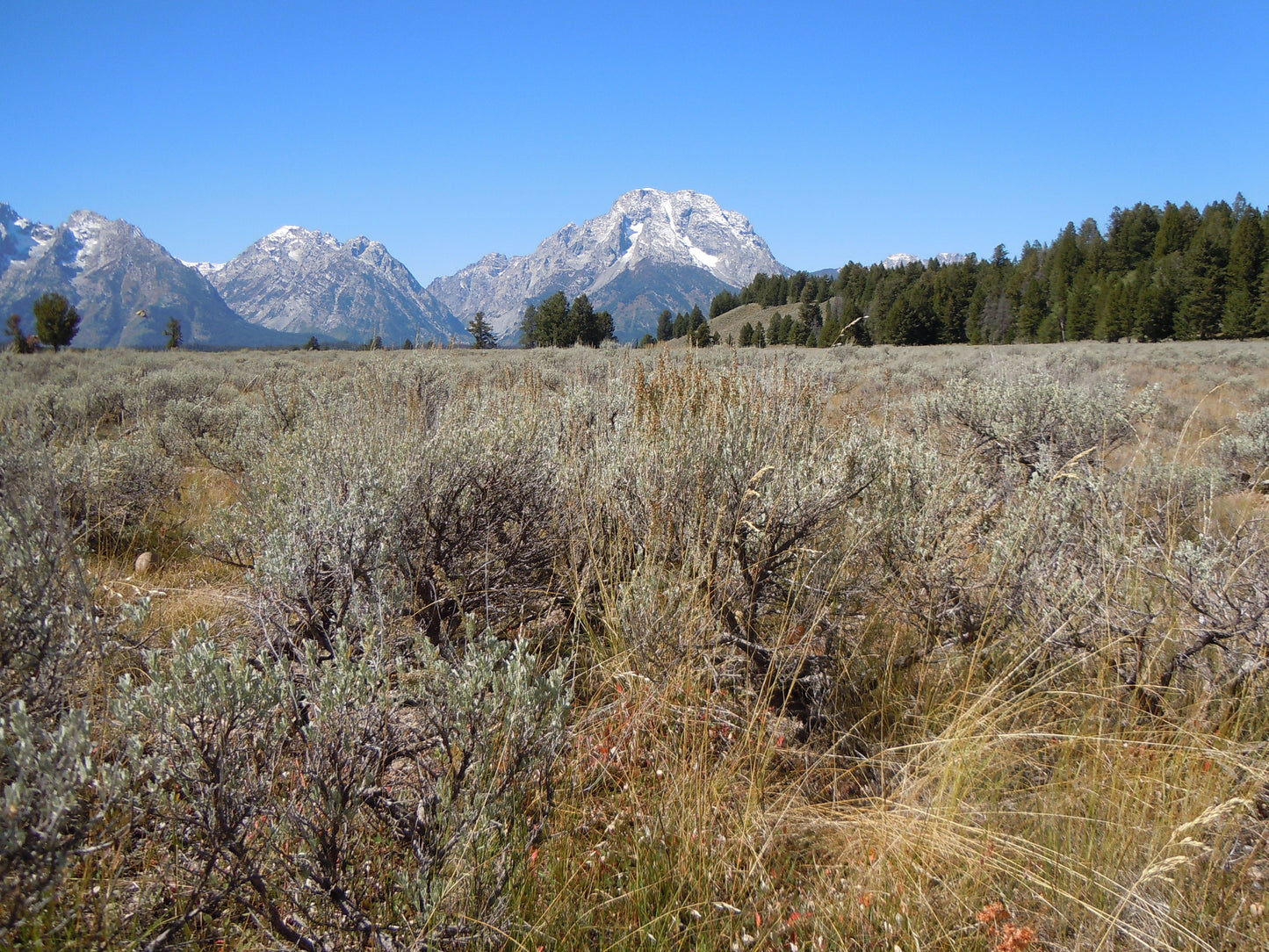 Big Sagebrush  100 Seeds  Artemisia tridentata