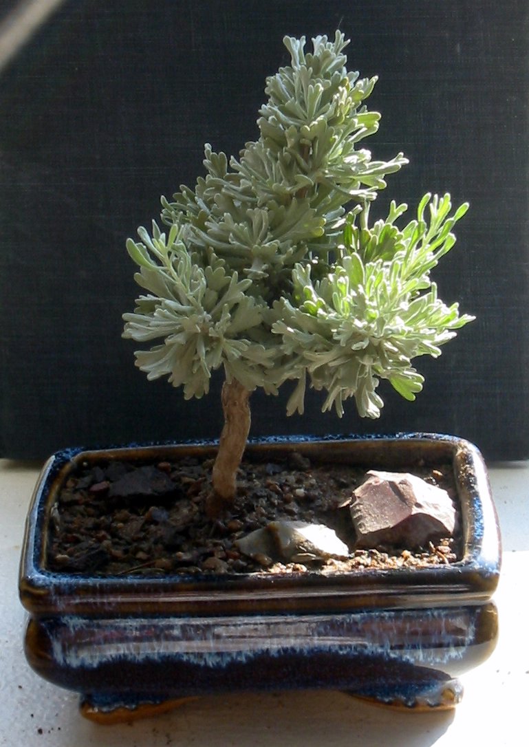 Big Sagebrush  100 Seeds  Artemisia tridentata