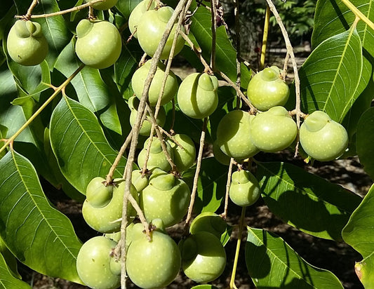 Chinese Soapberry Sapindus mukorossi 10 Seeds