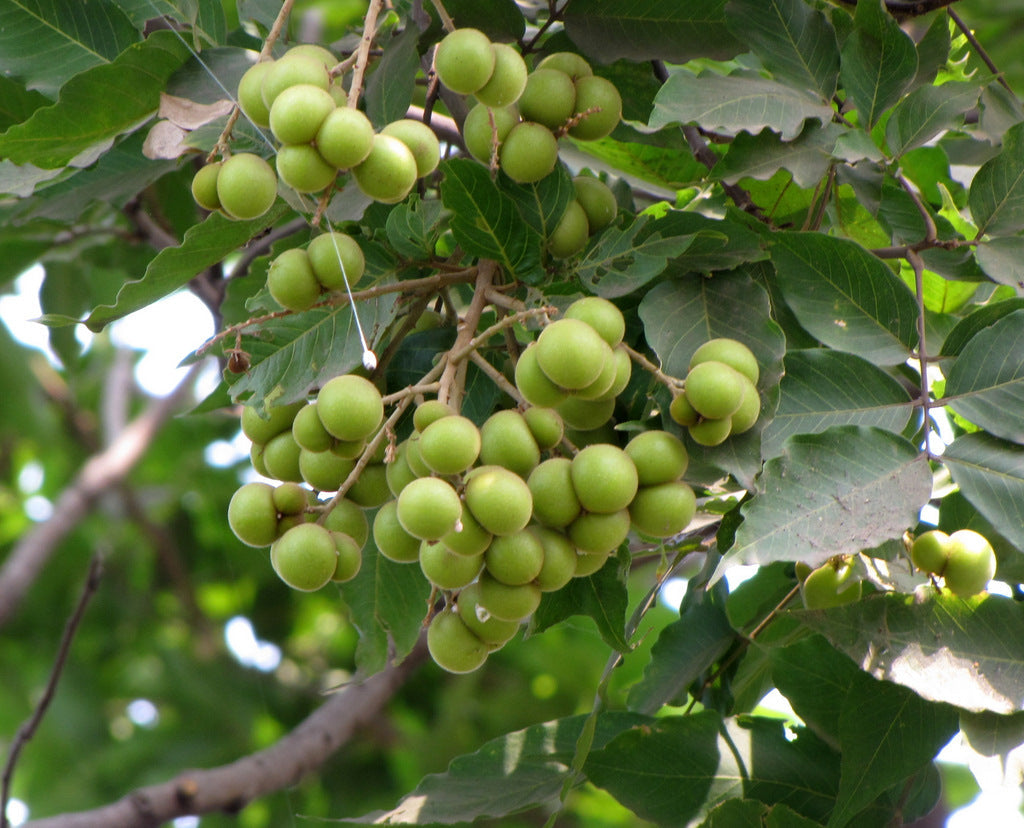 Chinese Soapberry Sapindus mukorossi 10 Seeds