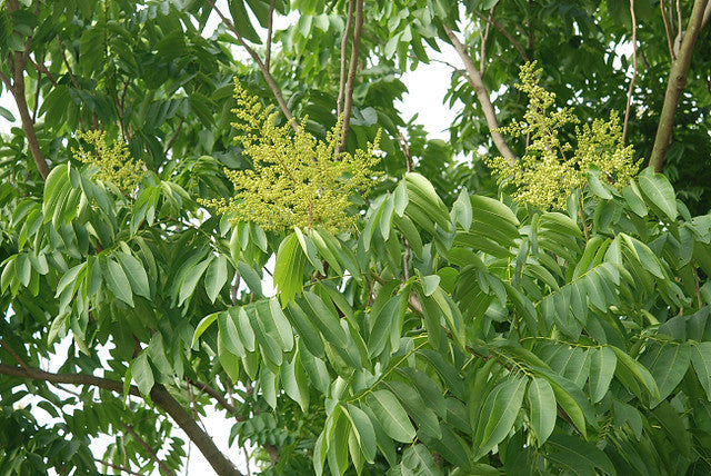 Chinese Soapberry Sapindus mukorossi 10 Seeds