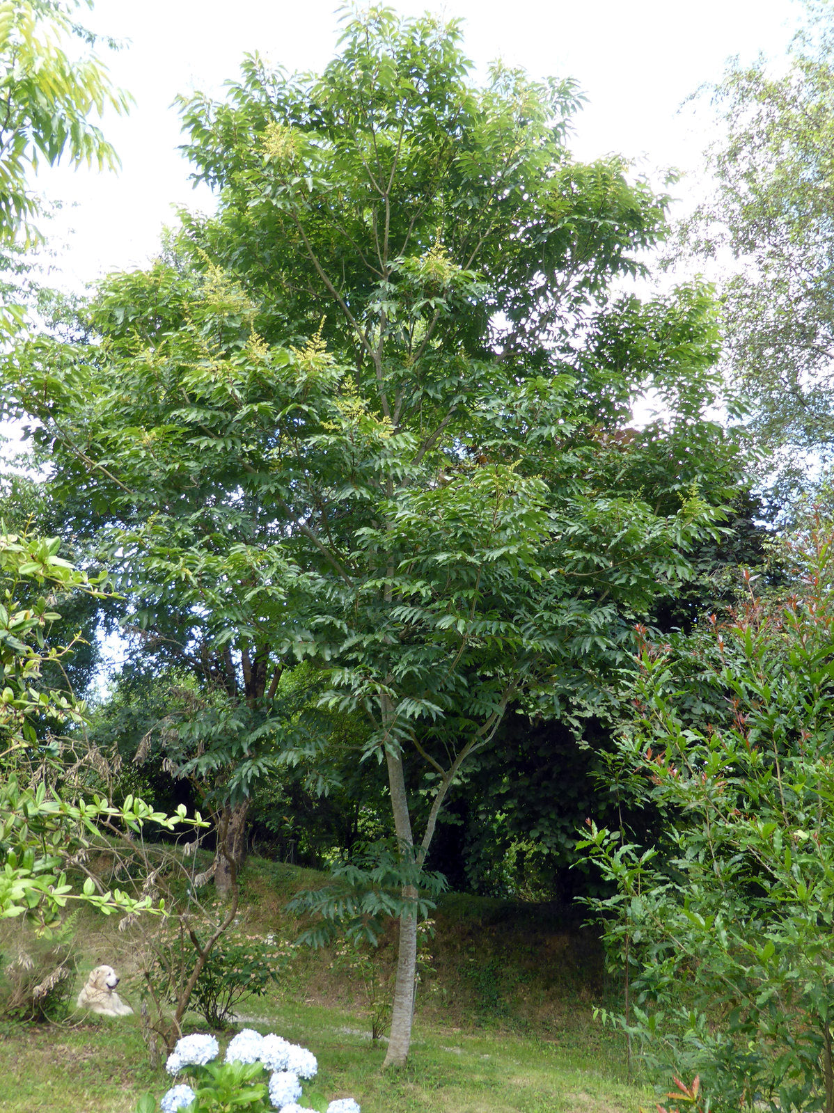 Chinese Soapberry Sapindus mukorossi 10 Seeds