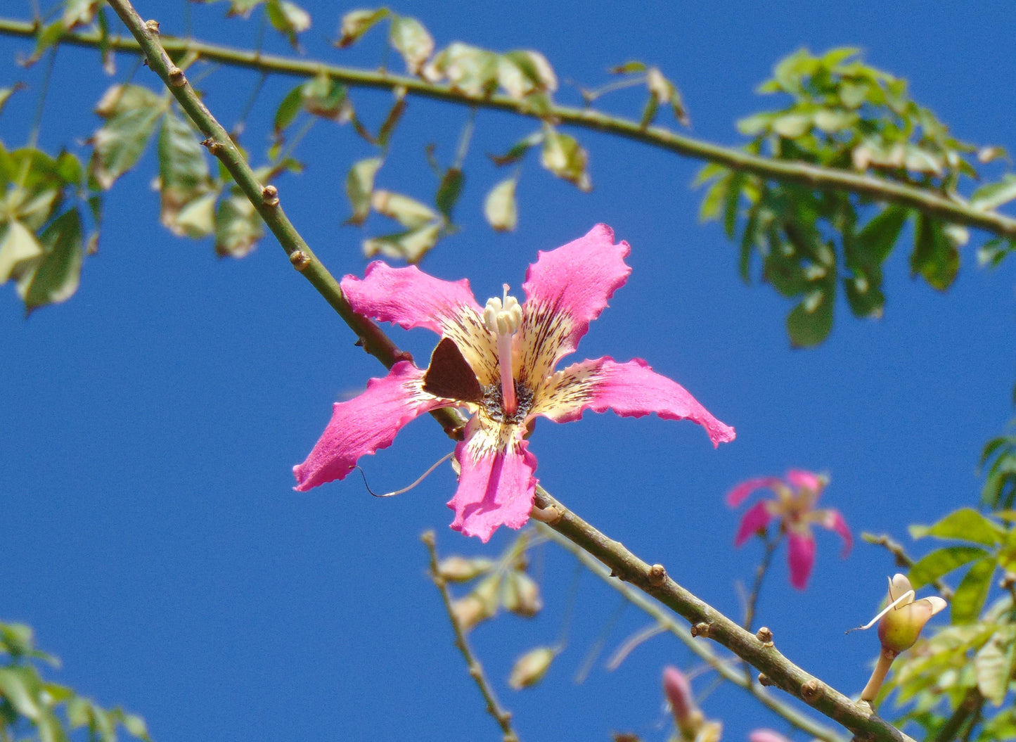 Floss-Silk Tree Chorisia speciosa 10 Seeds