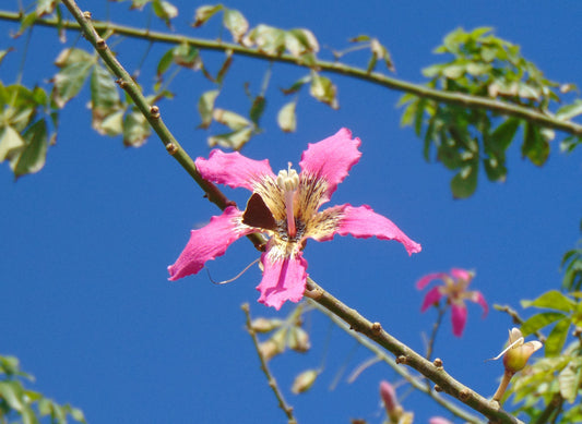 Floss-Silk Tree Chorisia speciosa 10 Seeds
