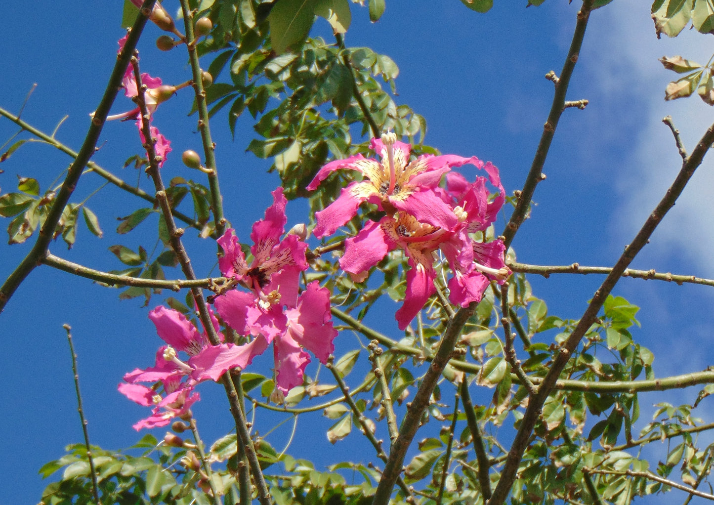 Floss-Silk Tree Chorisia speciosa 10 Seeds