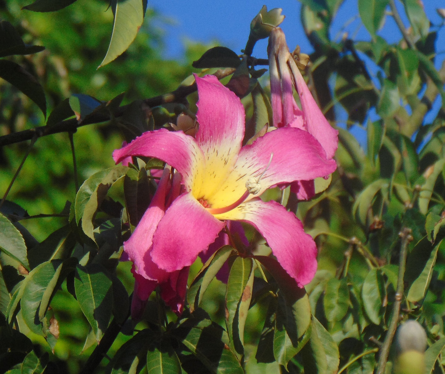 Floss-Silk Tree Chorisia speciosa 10 Seeds