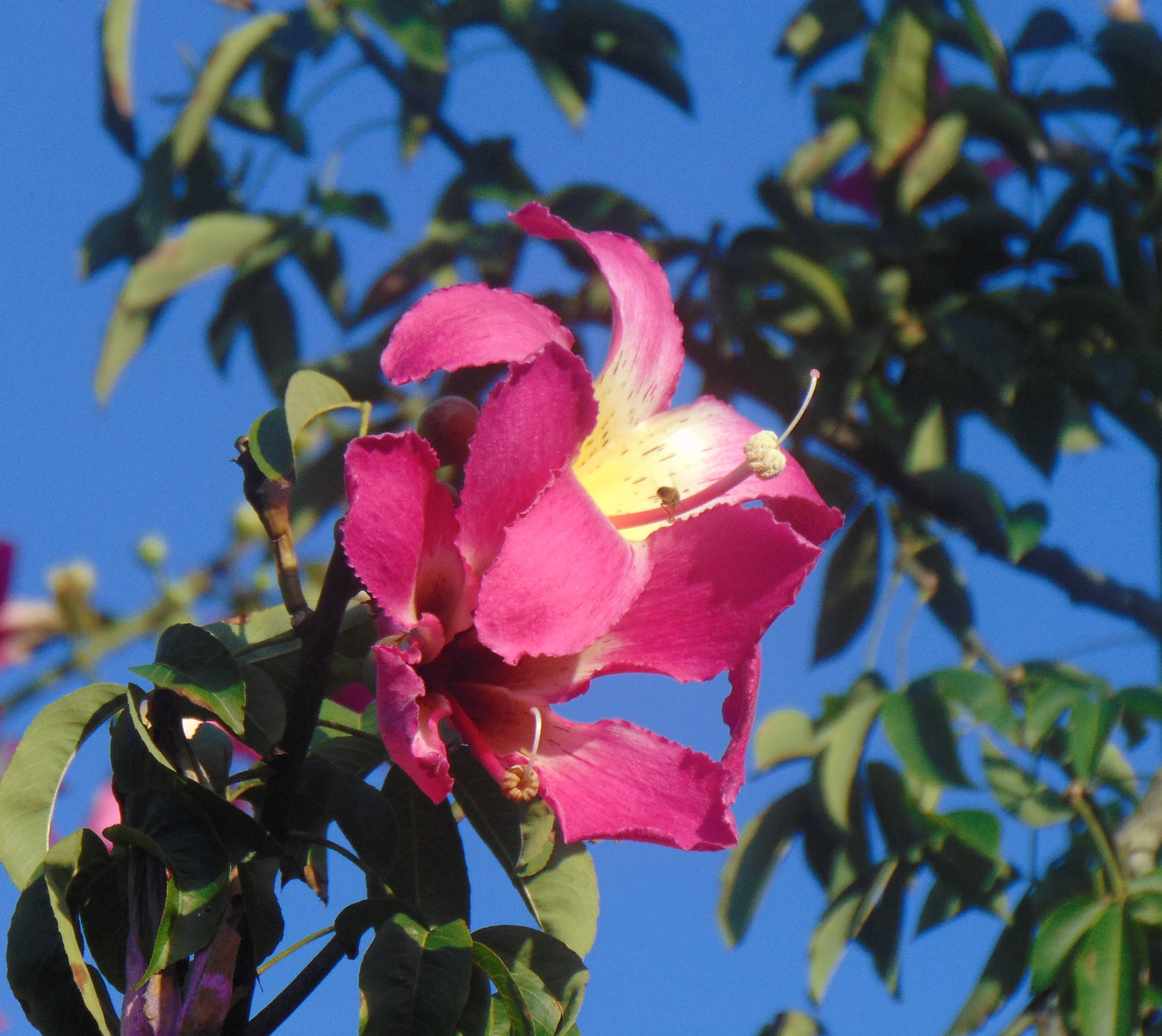 Floss-Silk Tree Chorisia speciosa 10 Seeds