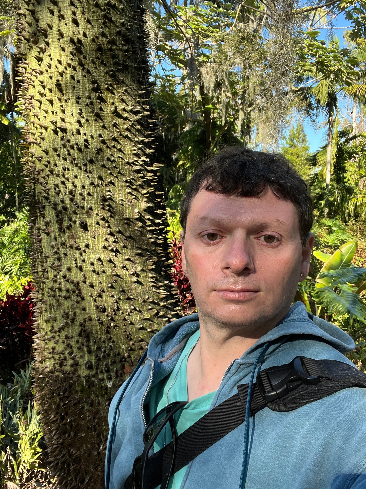 Floss-Silk Tree Chorisia speciosa 10 Seeds