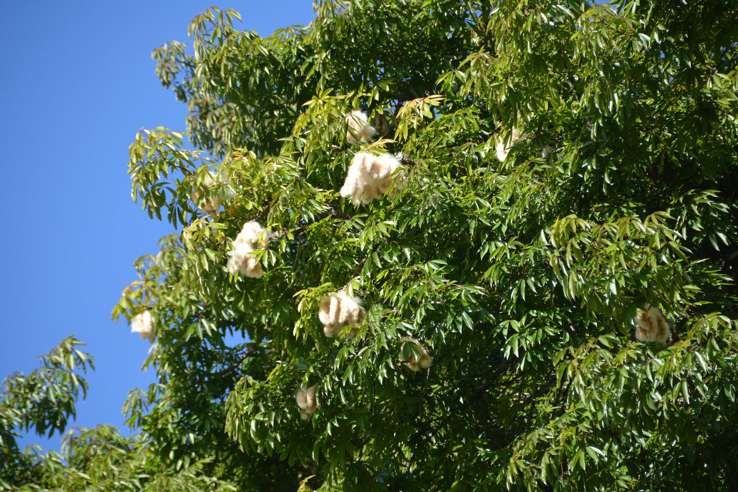 Floss-Silk Tree Chorisia speciosa 10 Seeds