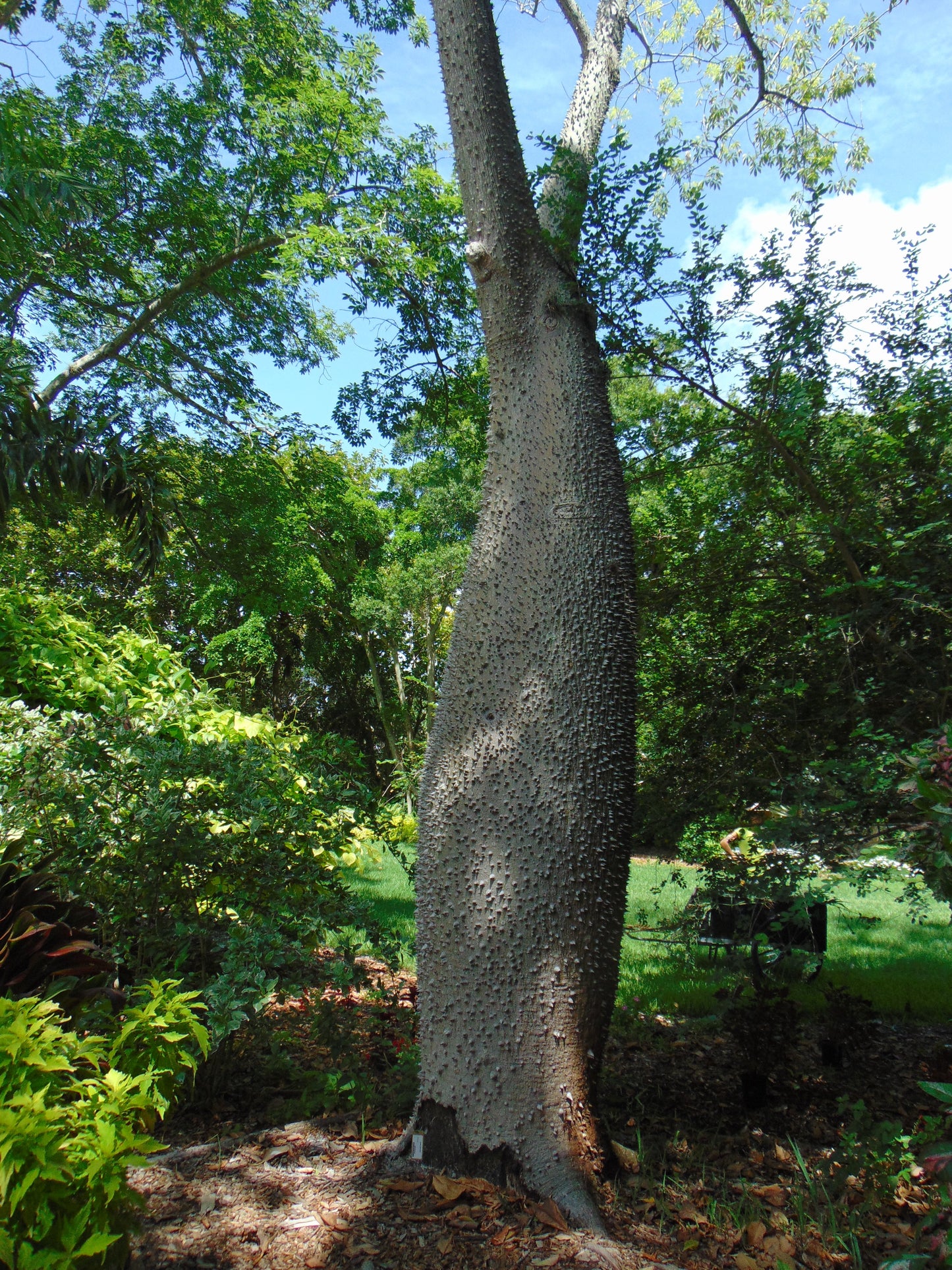 Floss-Silk Tree Chorisia speciosa 10 Seeds
