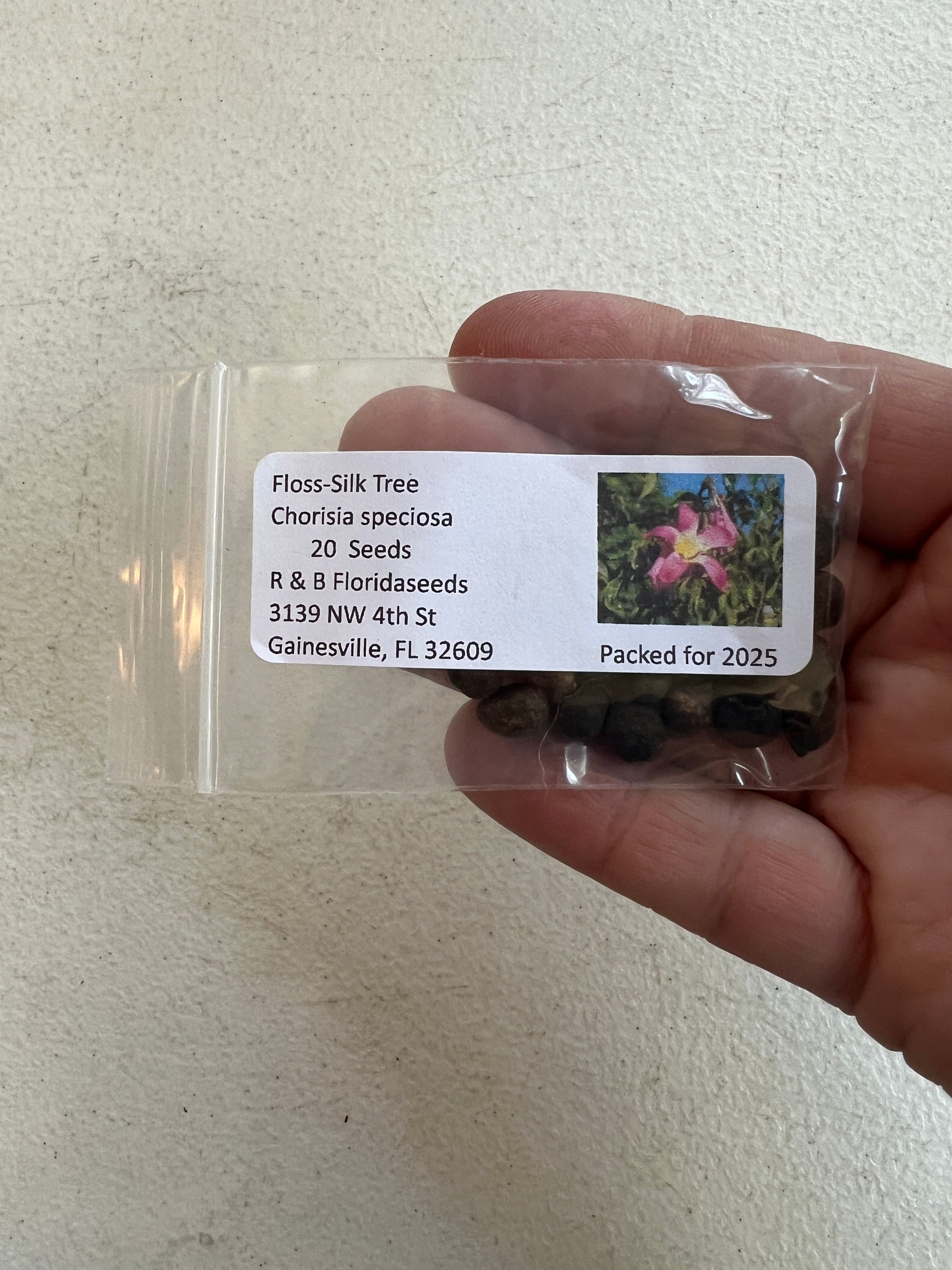 floss flower seeds Floss-Silk Tree Chorisia speciosa 10 Seeds – R&B Floridaseeds