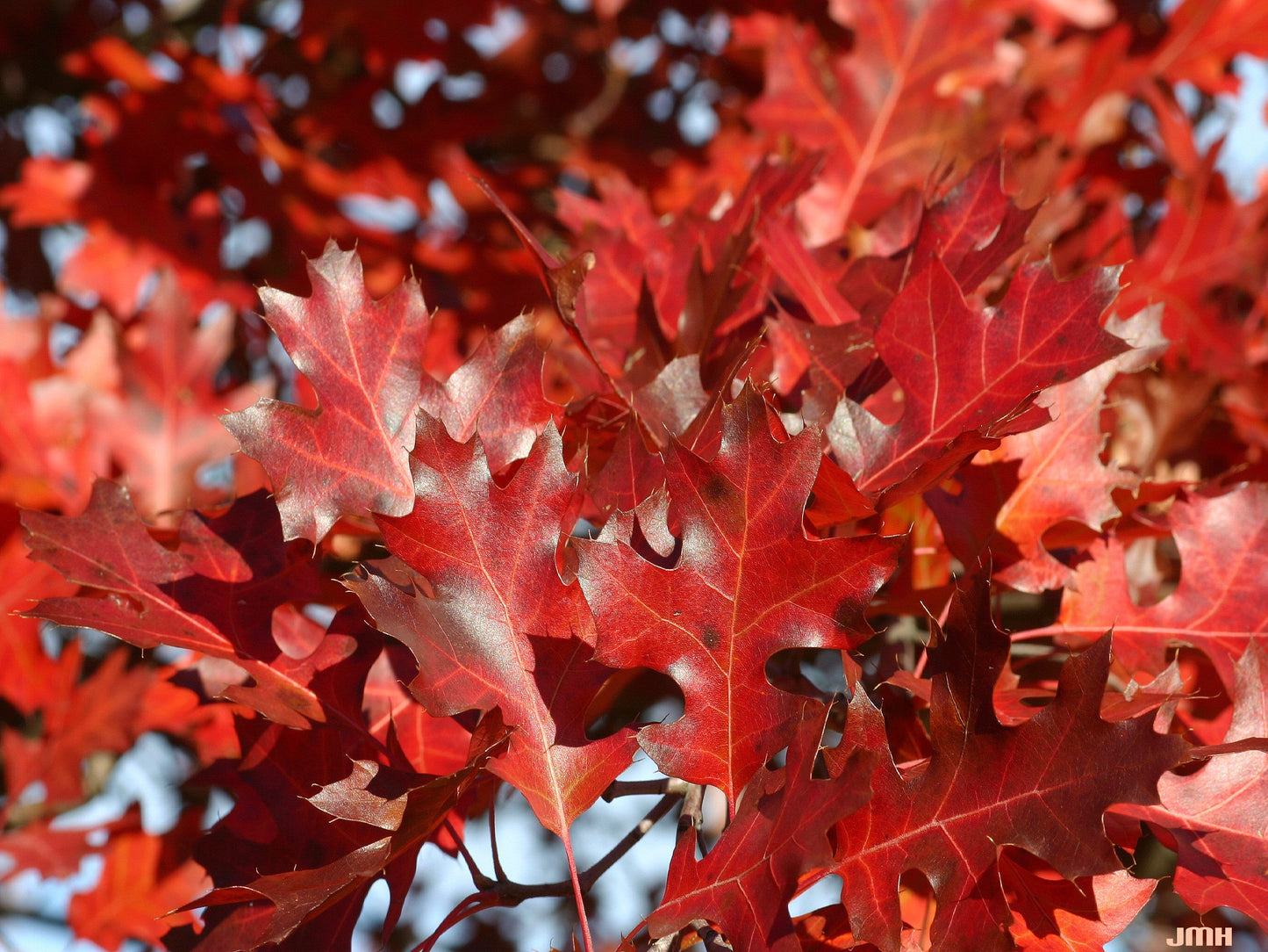 Black Oak Quercus velutina 10 Seeds
