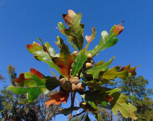 Bluff Oak Quercus austrina 10 Seeds