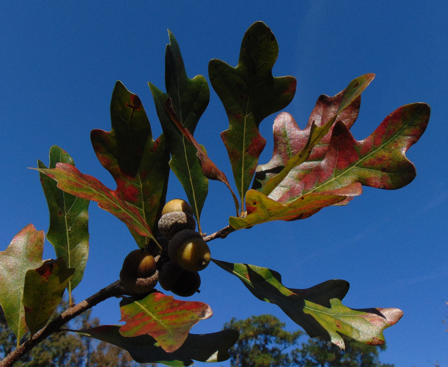 Bluff Oak Quercus austrina 10 Seeds