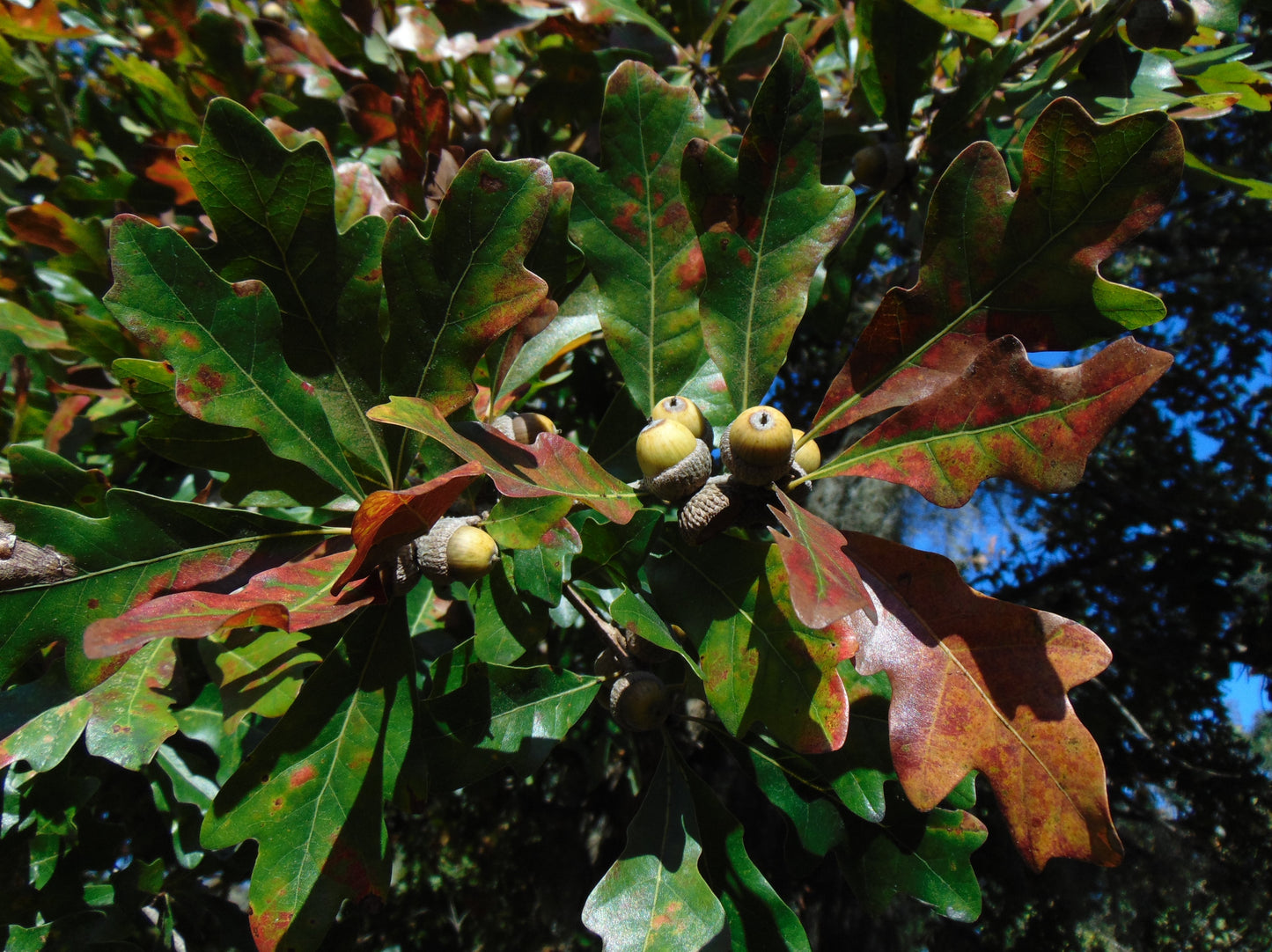 Bluff Oak Quercus austrina 10 Seeds