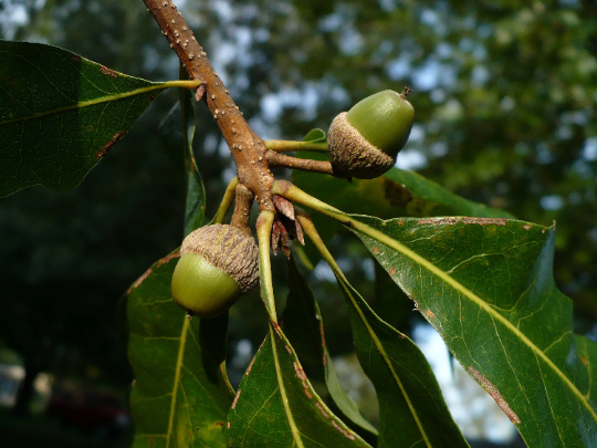 Bluff Oak Quercus austrina 10 Seeds