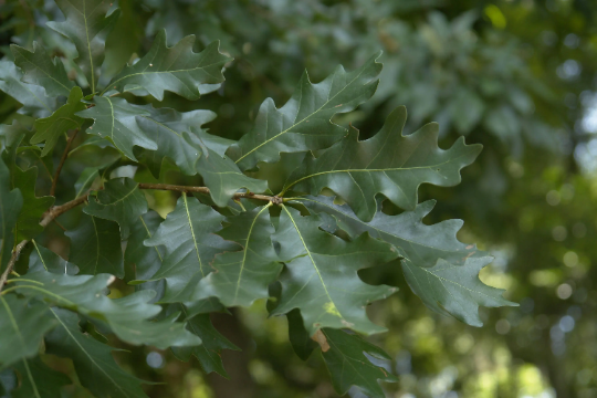 Bluff Oak Quercus austrina 10 Seeds