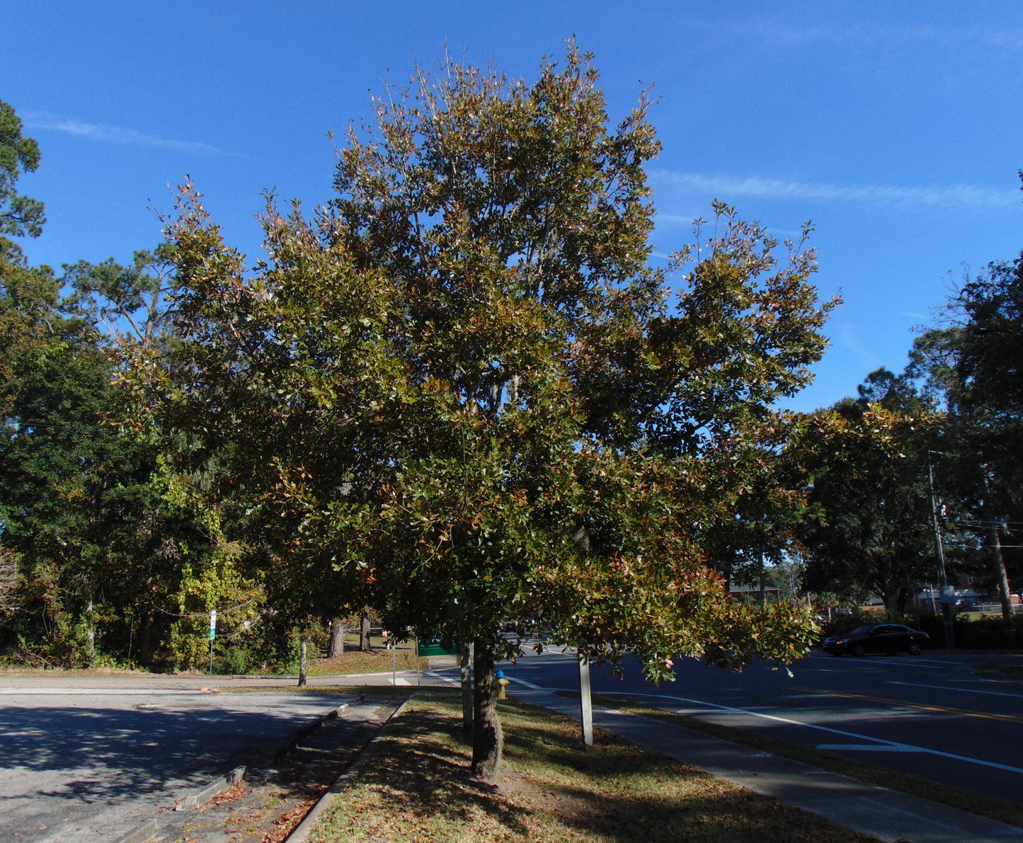 Bluff Oak Quercus austrina 10 Seeds