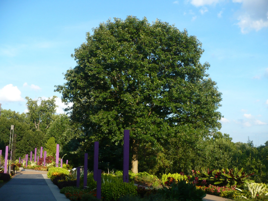 Bluff Oak Quercus austrina 10 Seeds