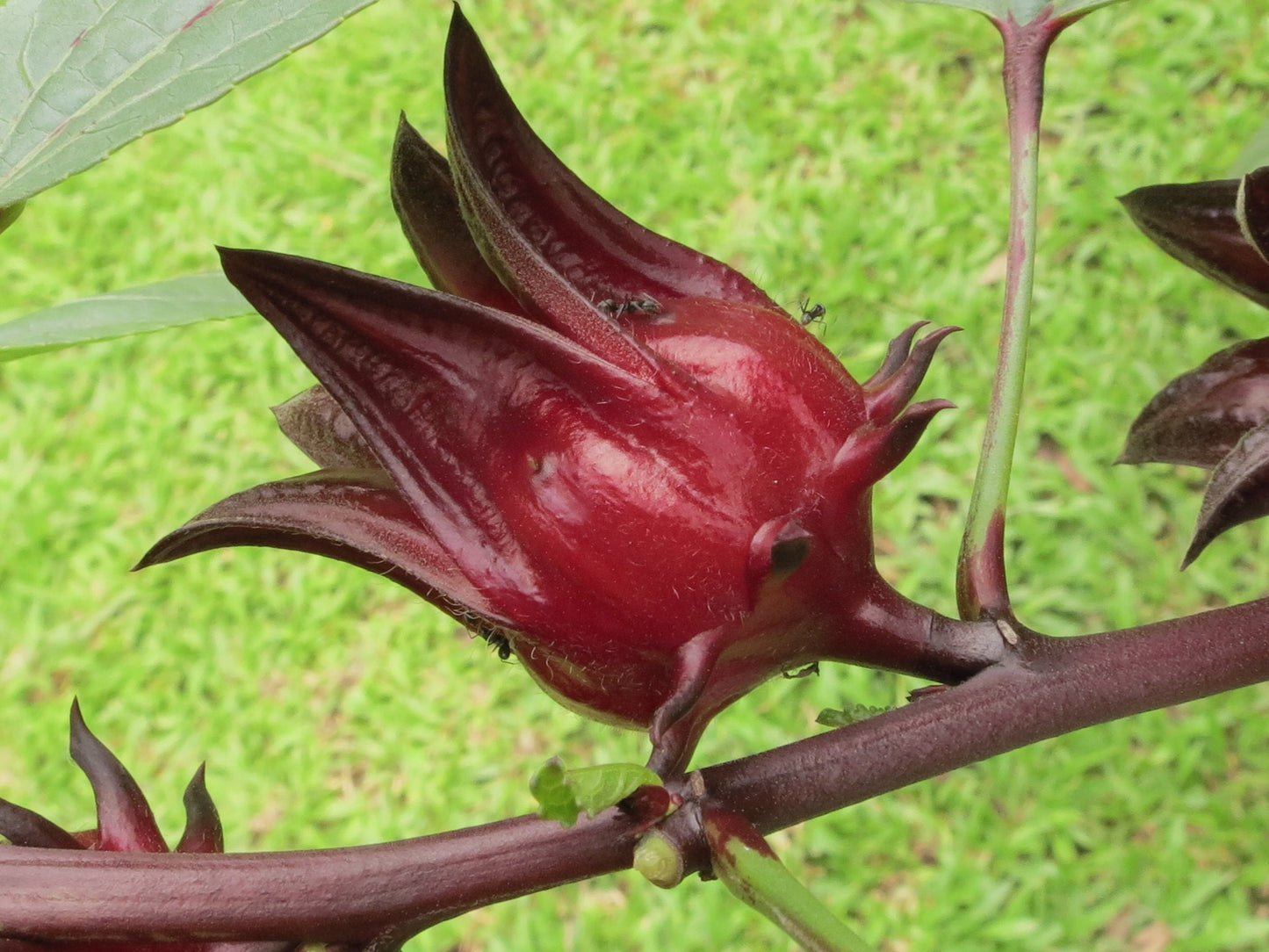 Roselle   Hibiscus sabdariffa   5 Seeds