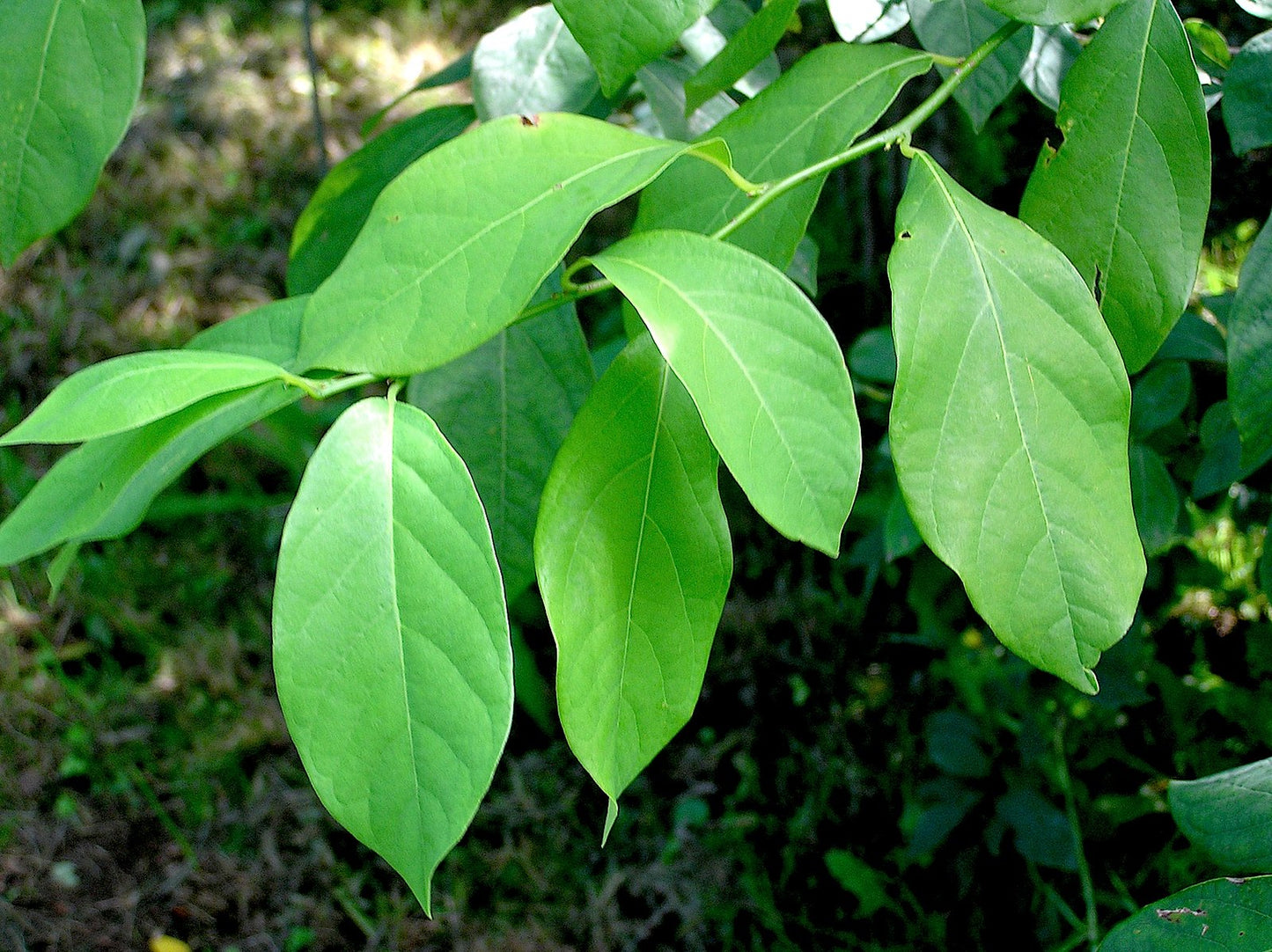 Spicebush Lindera benzoin 10 Seeds