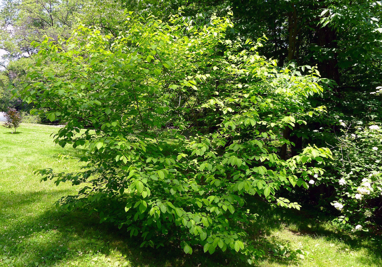 Spicebush Lindera benzoin 10 Seeds