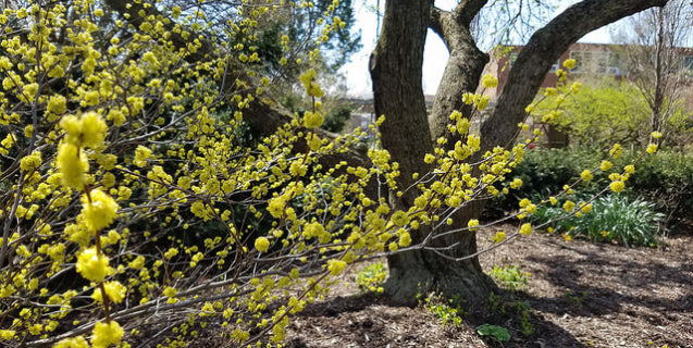 Spicebush Lindera benzoin 10 Seeds