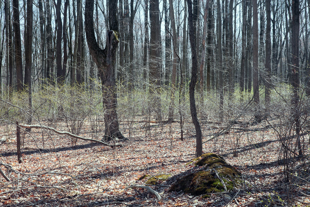 Spicebush Lindera benzoin 10 Seeds