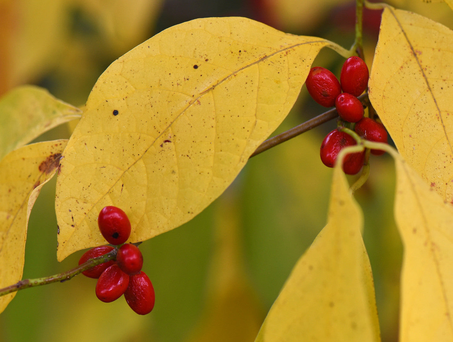 Spicebush Lindera benzoin 10 Seeds