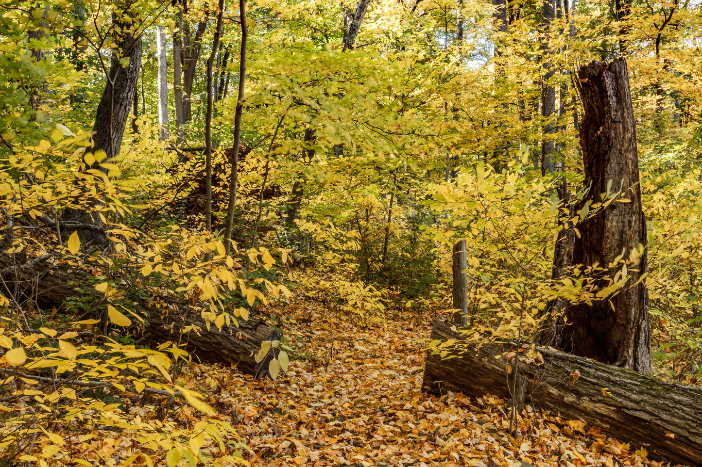 Spicebush Lindera benzoin 10 Seeds
