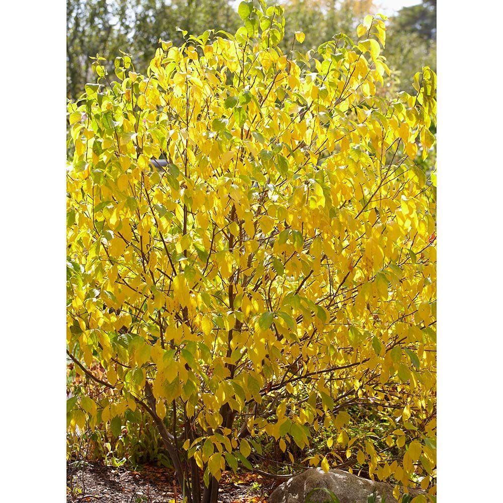 Spicebush Lindera benzoin 10 Seeds
