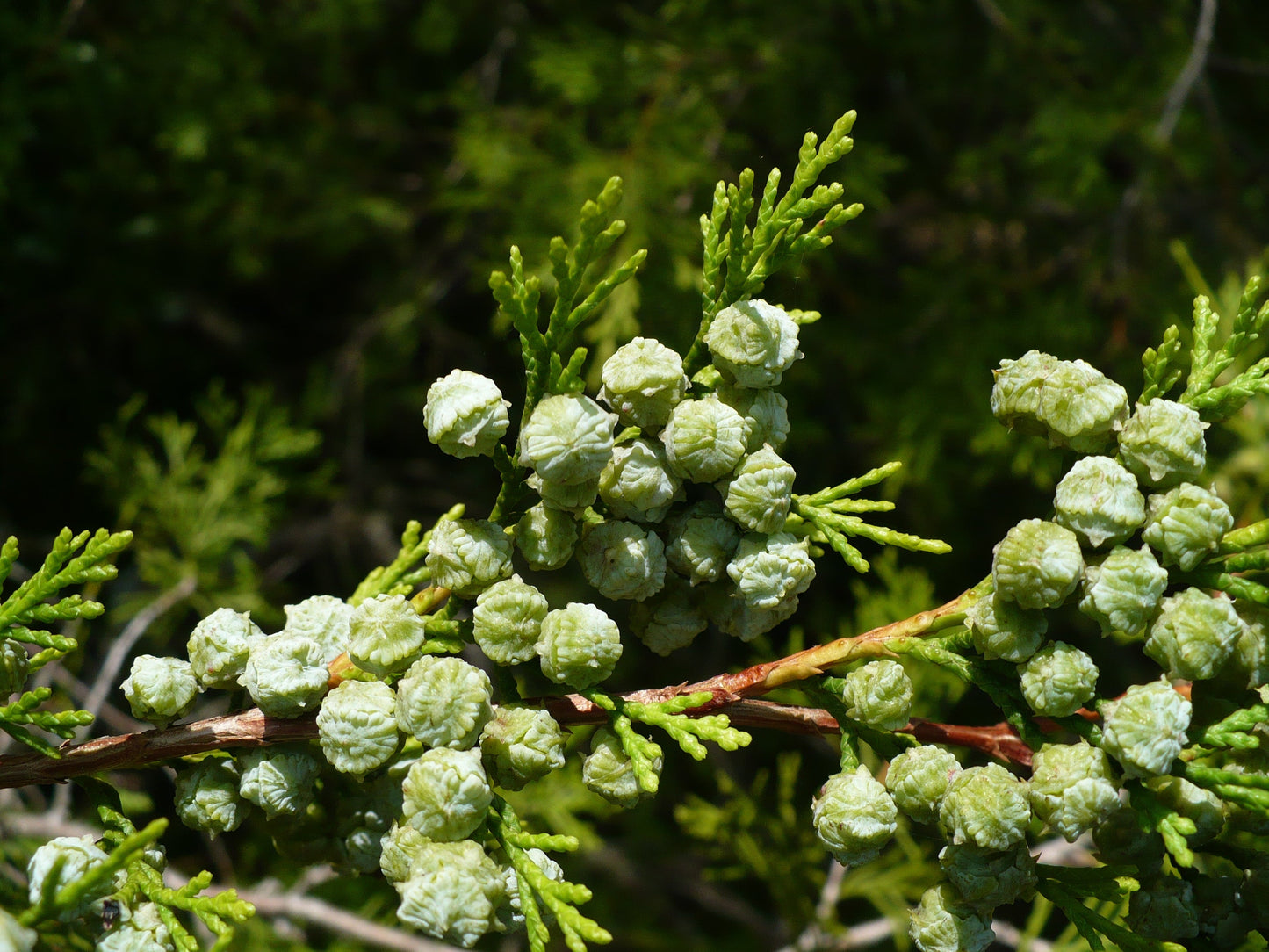 Atlantic White Cedar Chamaecyparis thyoides 100 Seeds